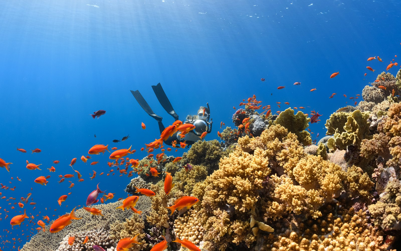 Scuba Diving